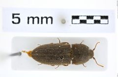 Foto (Dorsalansicht) von Agrypnus rectangularis (Say, 1825) (NHMW-ZOO-COL-0008137)